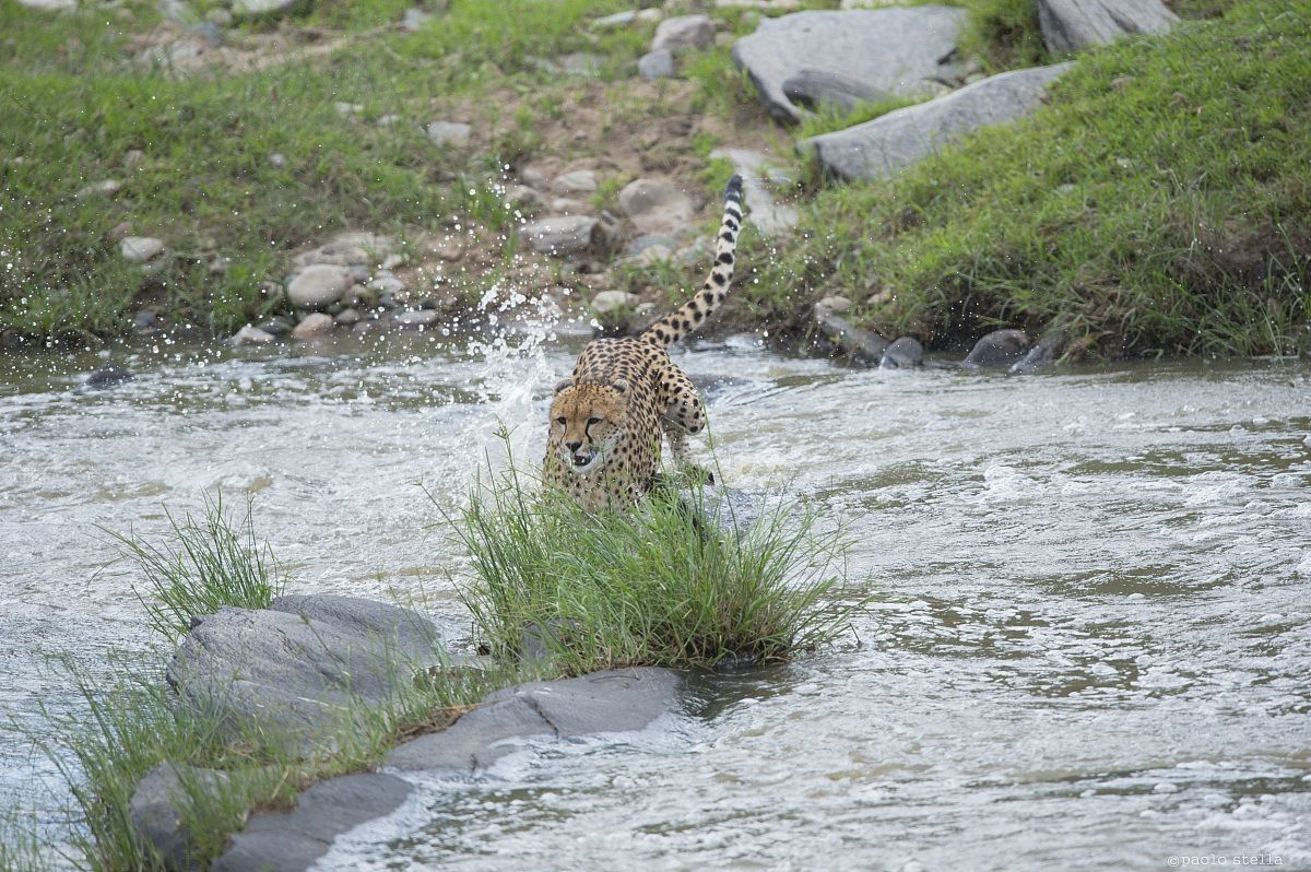 cheetah at the ford - 4
