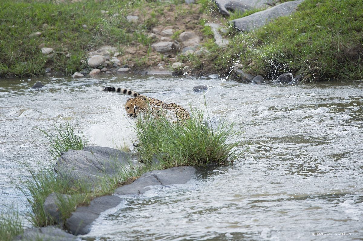 cheetah at the ford - 5