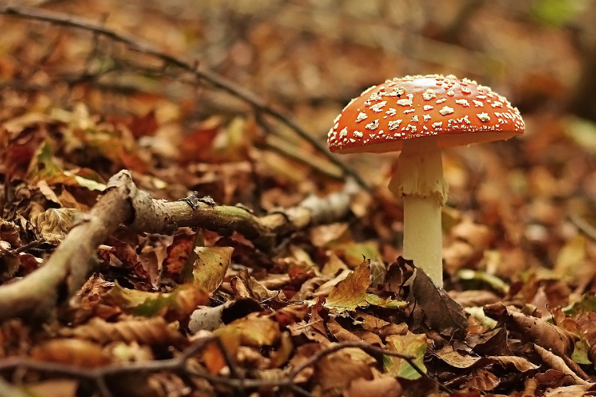 Amanita muscaria