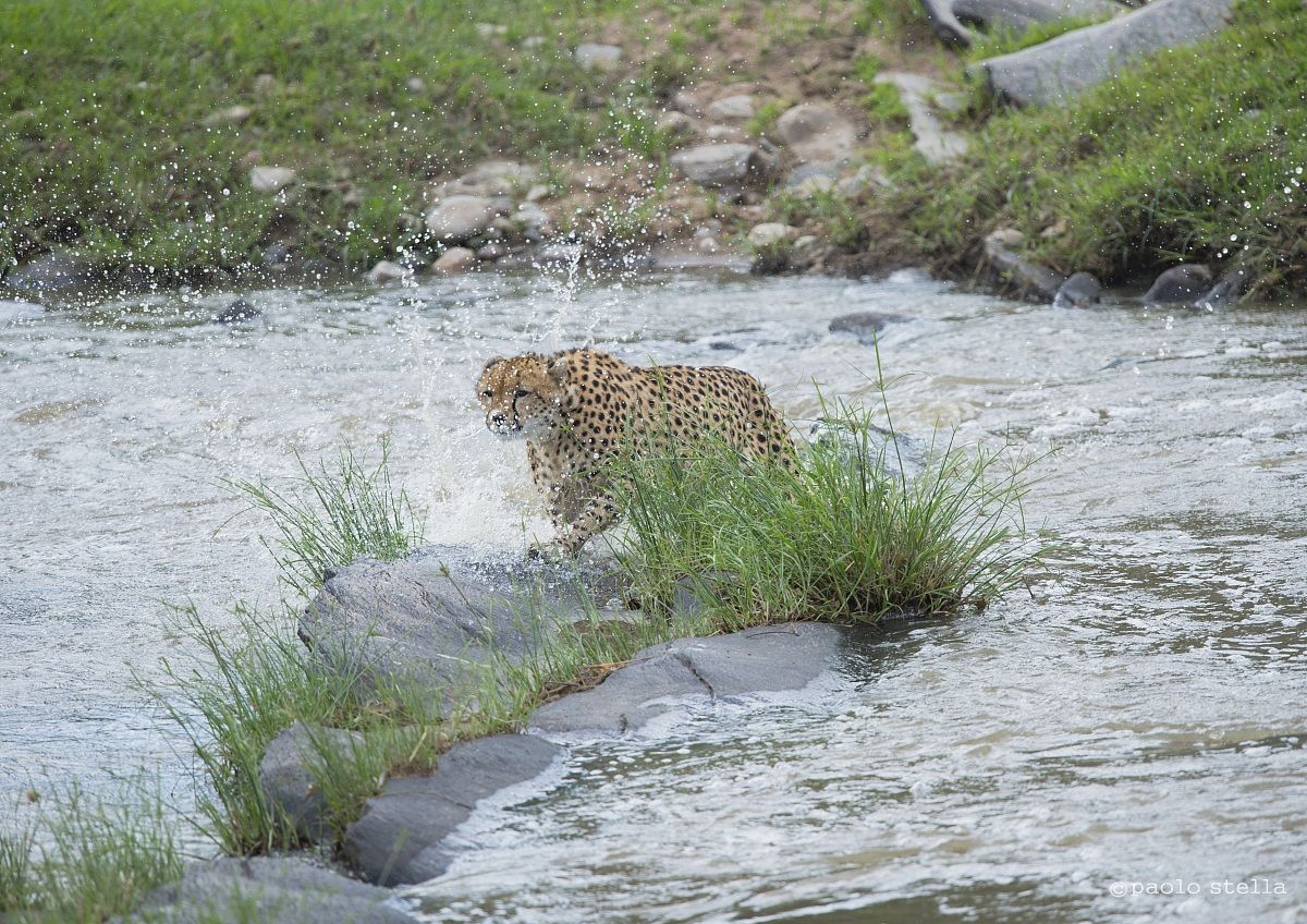 cheetah at the ford - 5