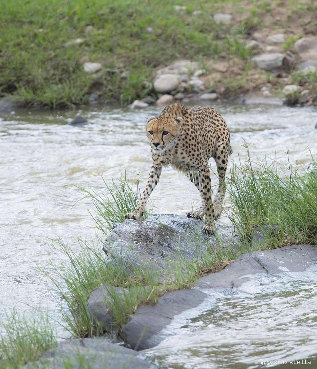 cheetah at the ford - 7