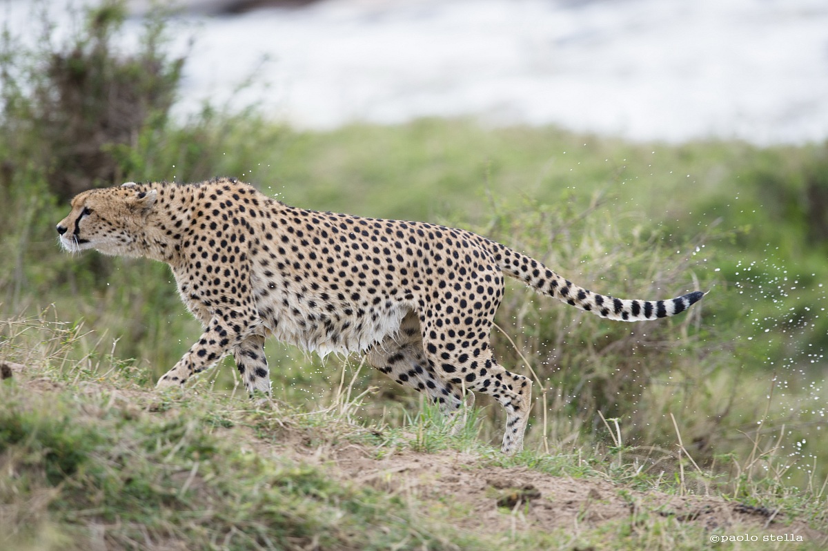 cheetah at the ford - 8