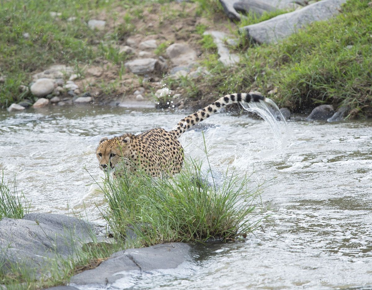 cheetah at the ford - 5