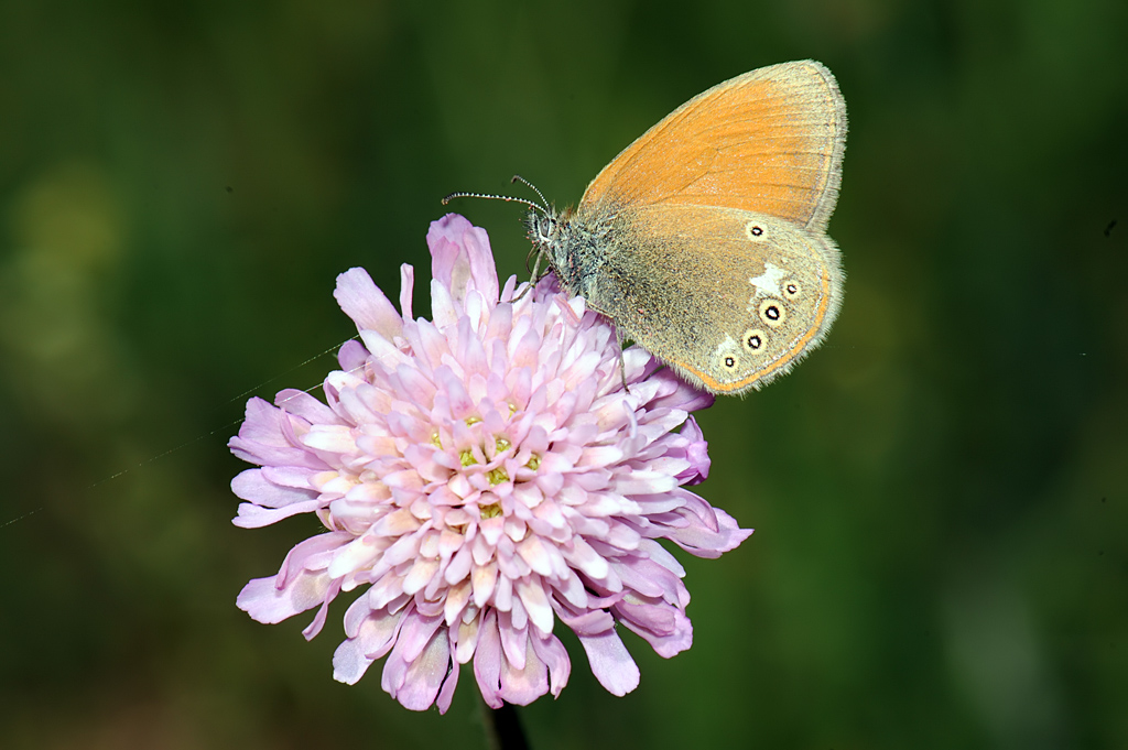 Coenonympha glycerion
