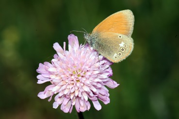 Coenonympha glycerion