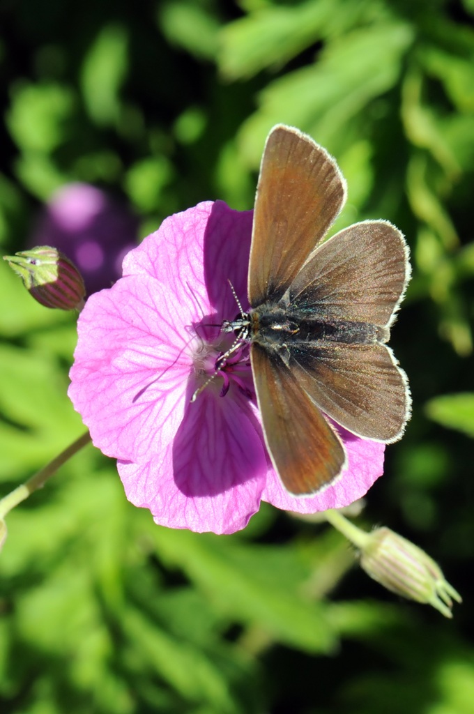 Plebejus (Aricia) eumedon
