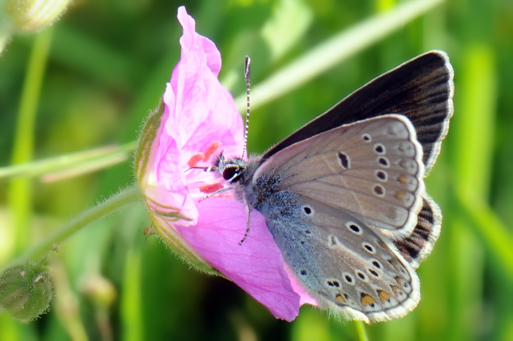 Plebejus (Aricia) eumedon