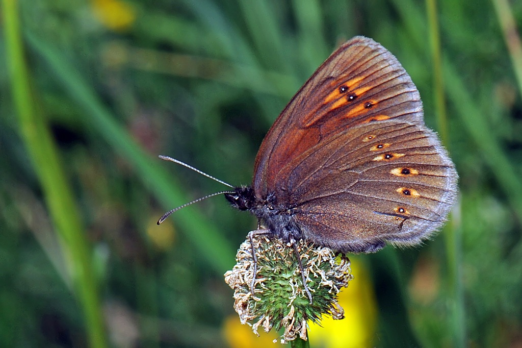 Erebia alberganus