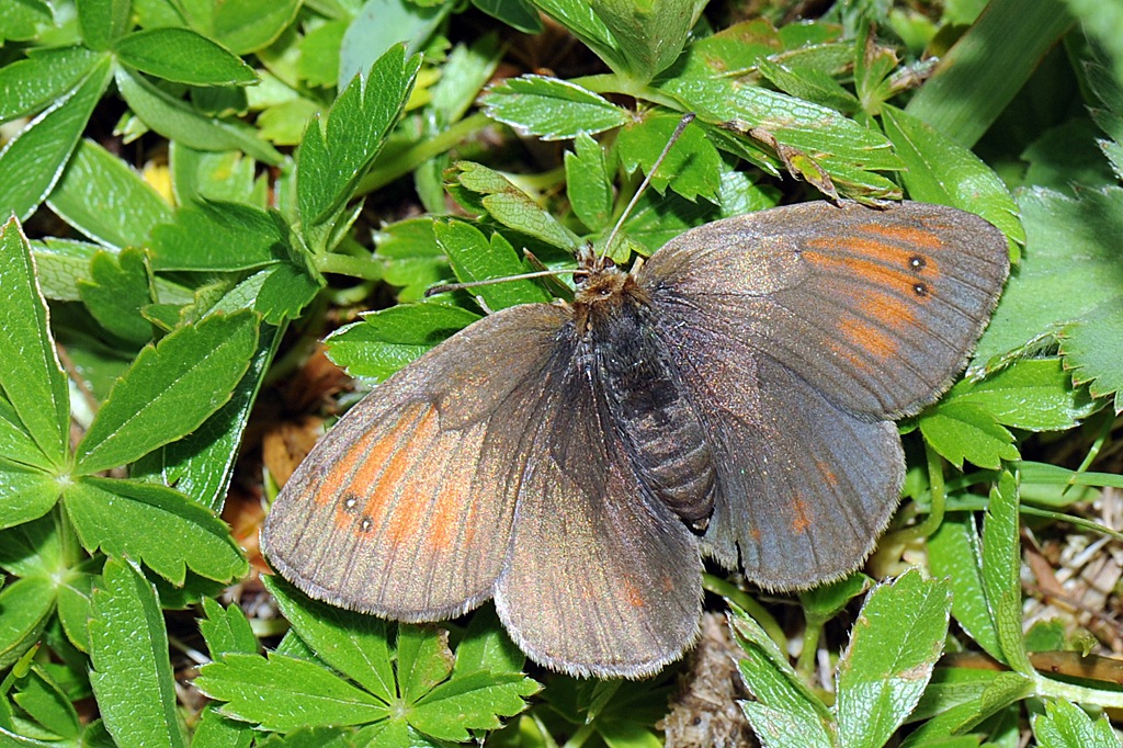 Erebia tindarus