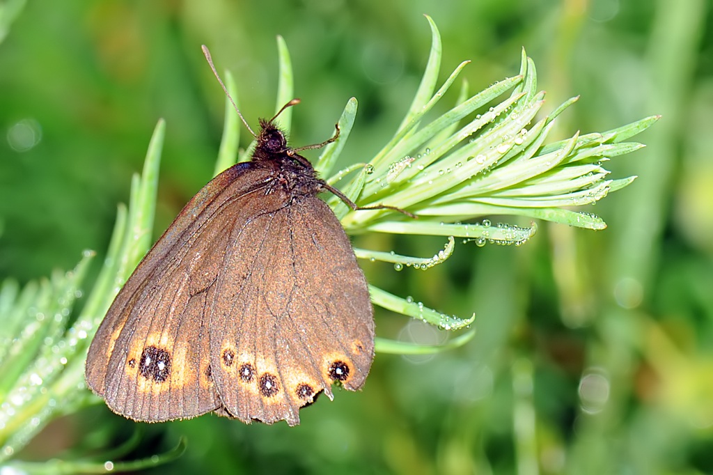Erebia medusa