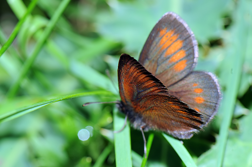 Erebia mnestra
