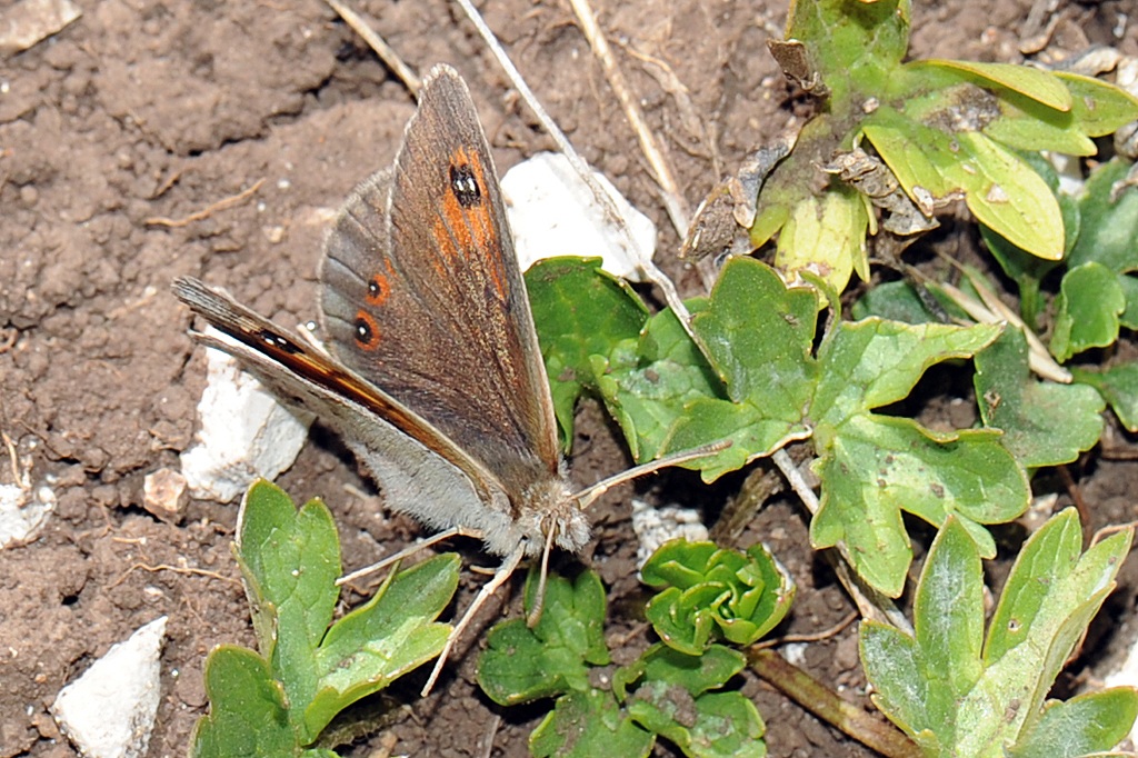 Erebia Carmenta