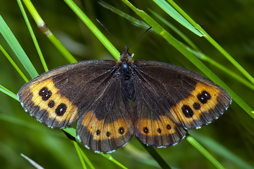 Erebia ligea