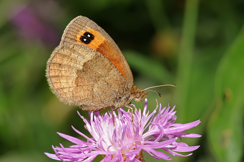 Erebia neoridas