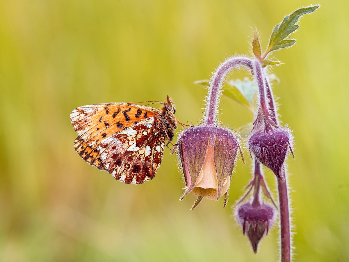 Violet Fritillary (Boloria dia)