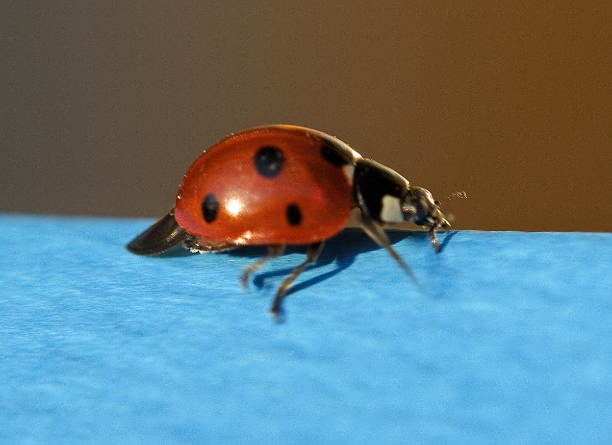 Ladybug found on the balcony of the house
