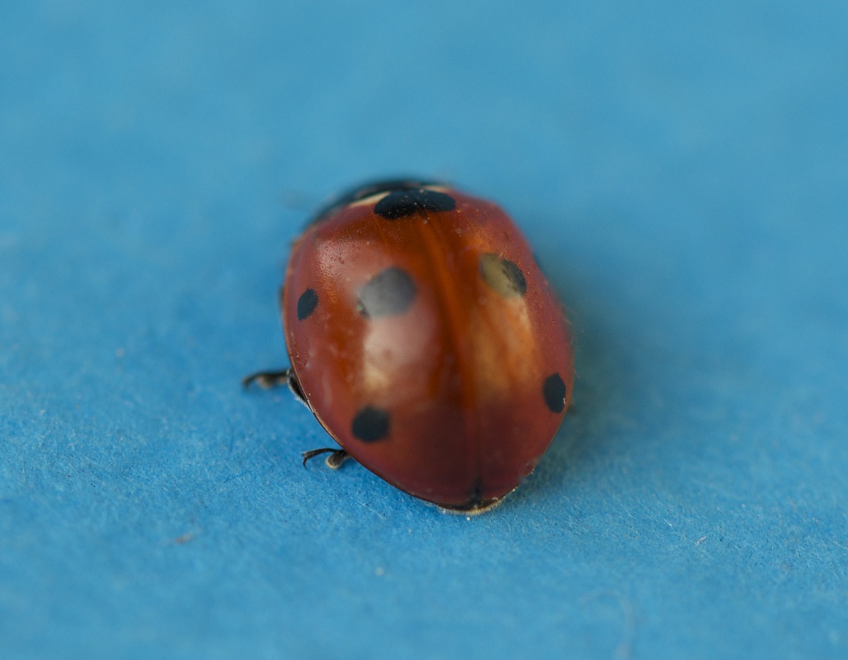 Ladybug found on the balcony of the house