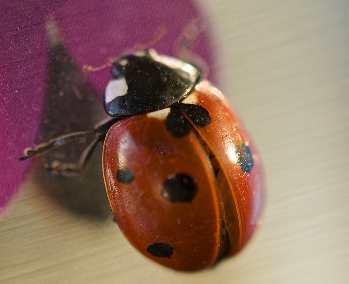 Coccinella trovata sul balcone di casa