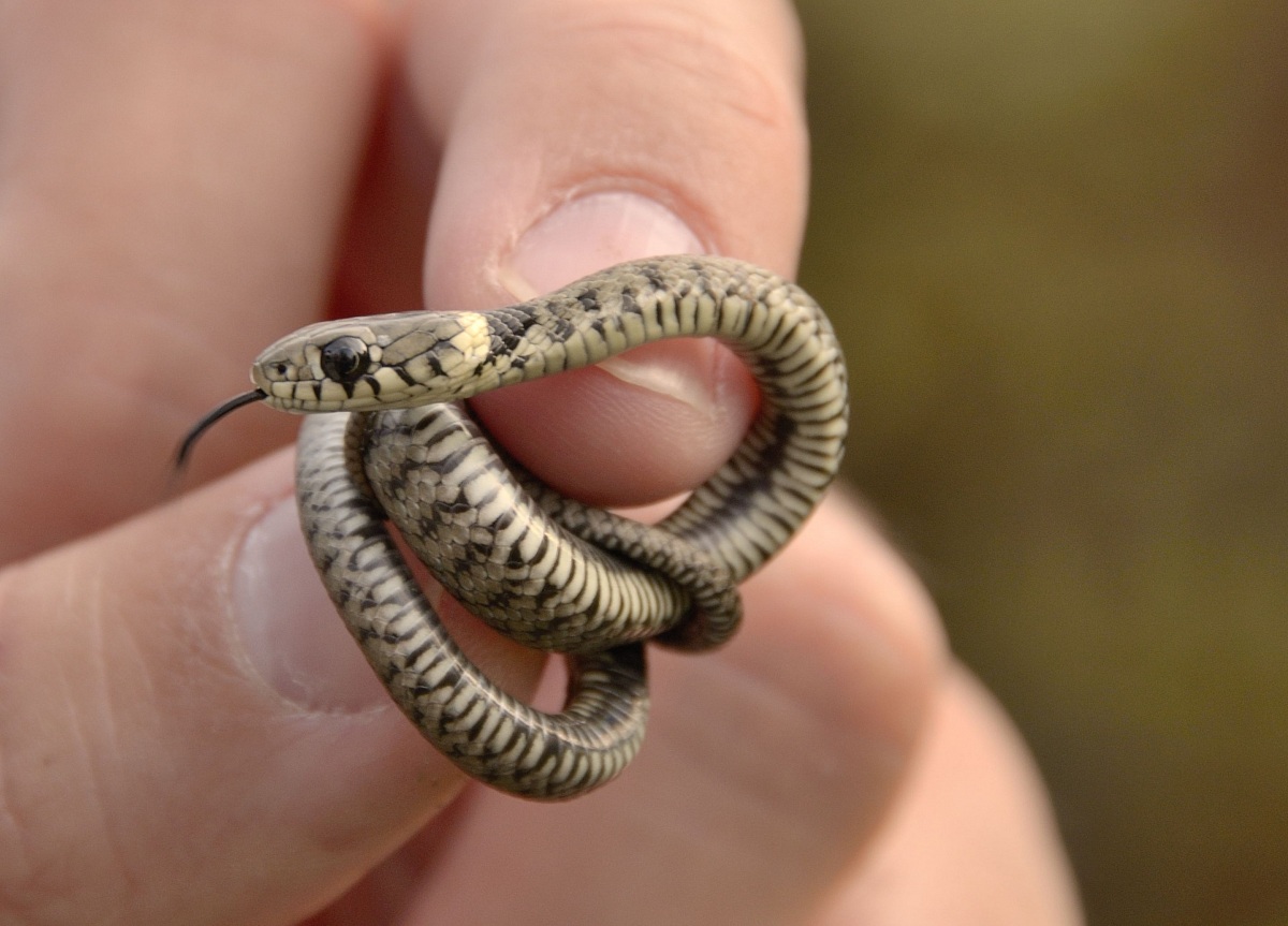 Biscia dal collare (Natrix natrix)