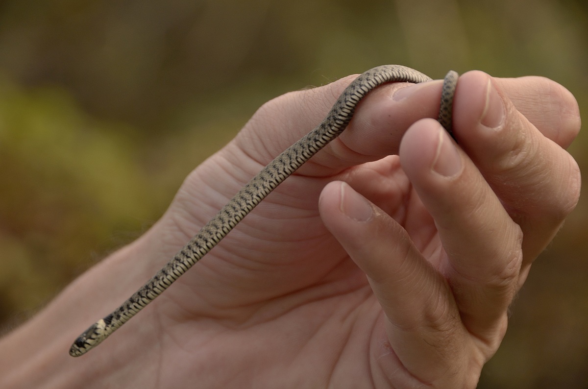 Biscia dal collare (Natrix natrix)