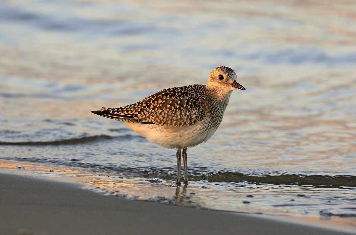 Grey Plover