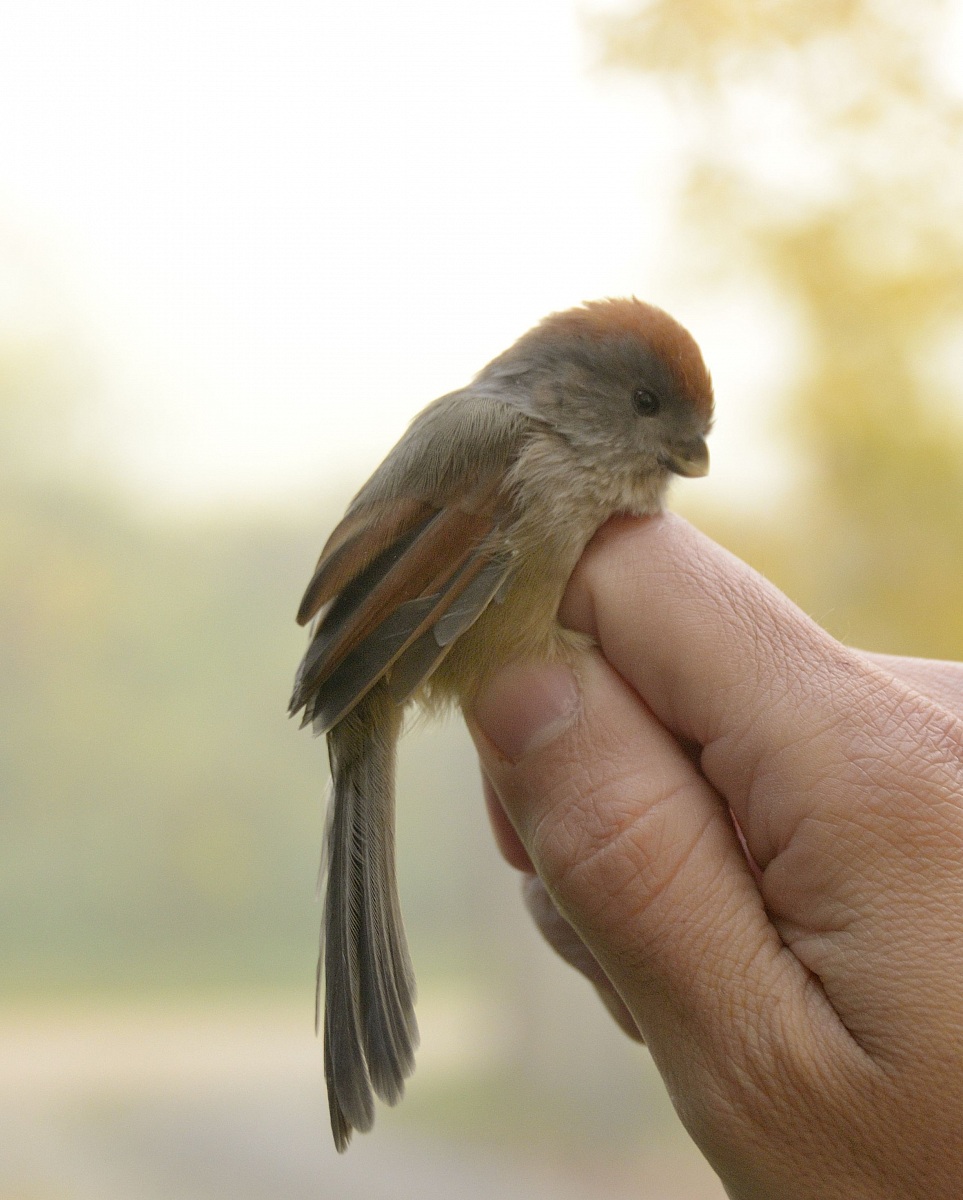 Panuro di Webb / Sinosuthora  (Paradoxornis webbianus)