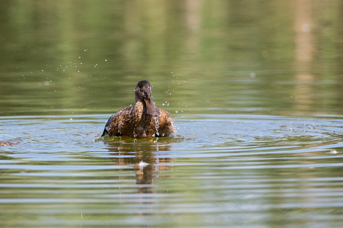 Shoveler
