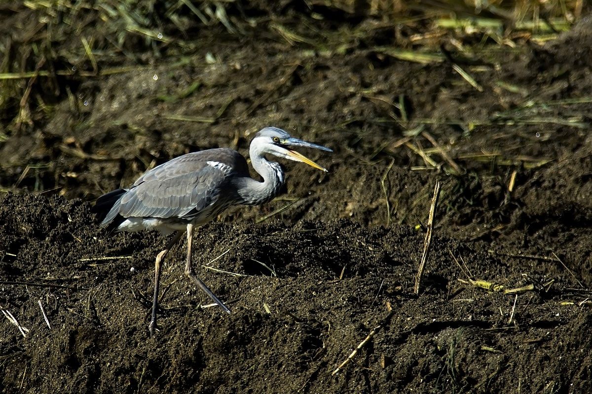 Grey Heron