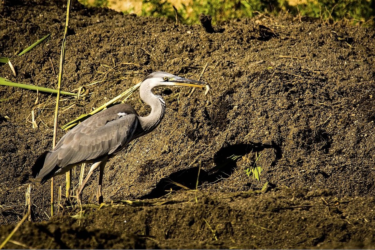 Grey Heron hunting for frogs