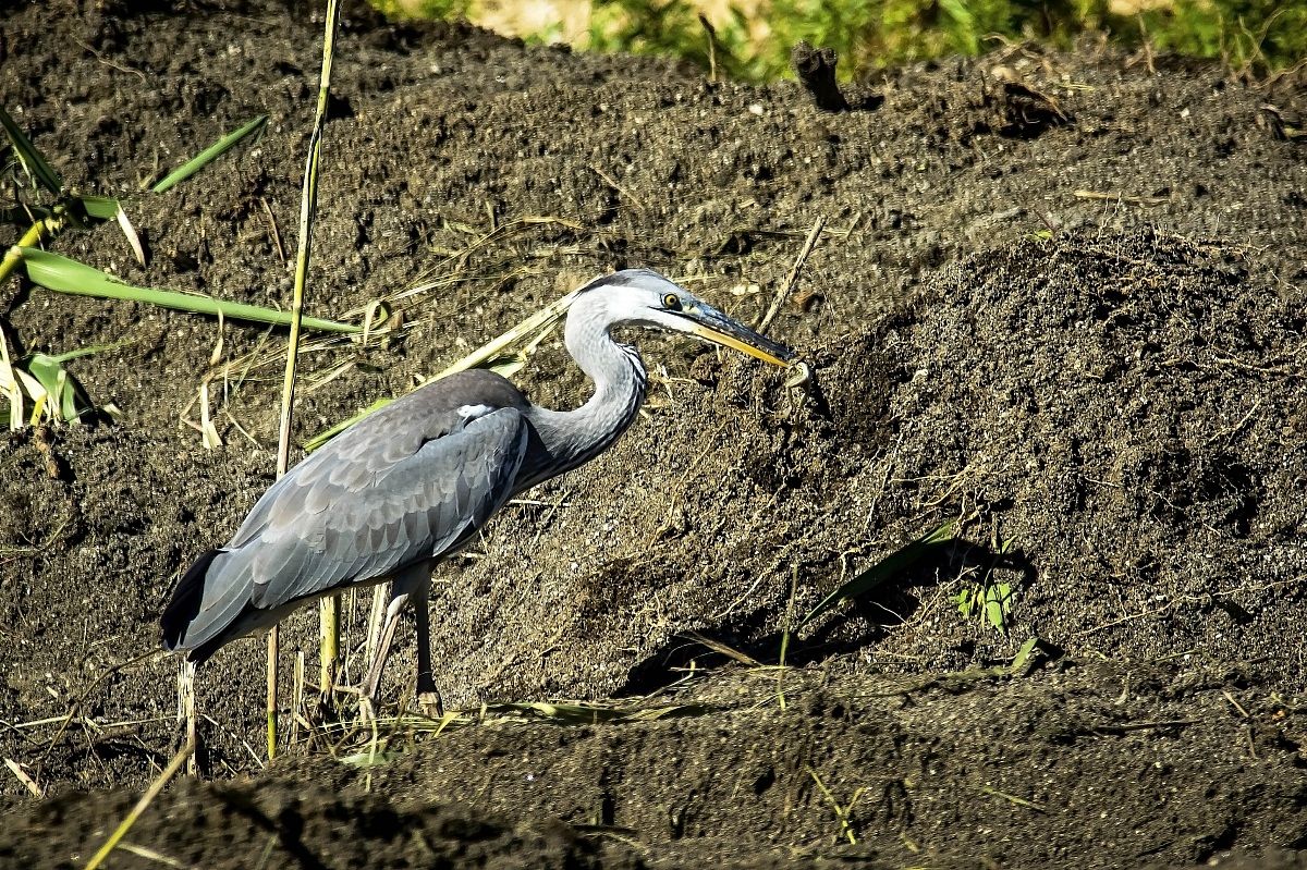 Grey Heron with frog