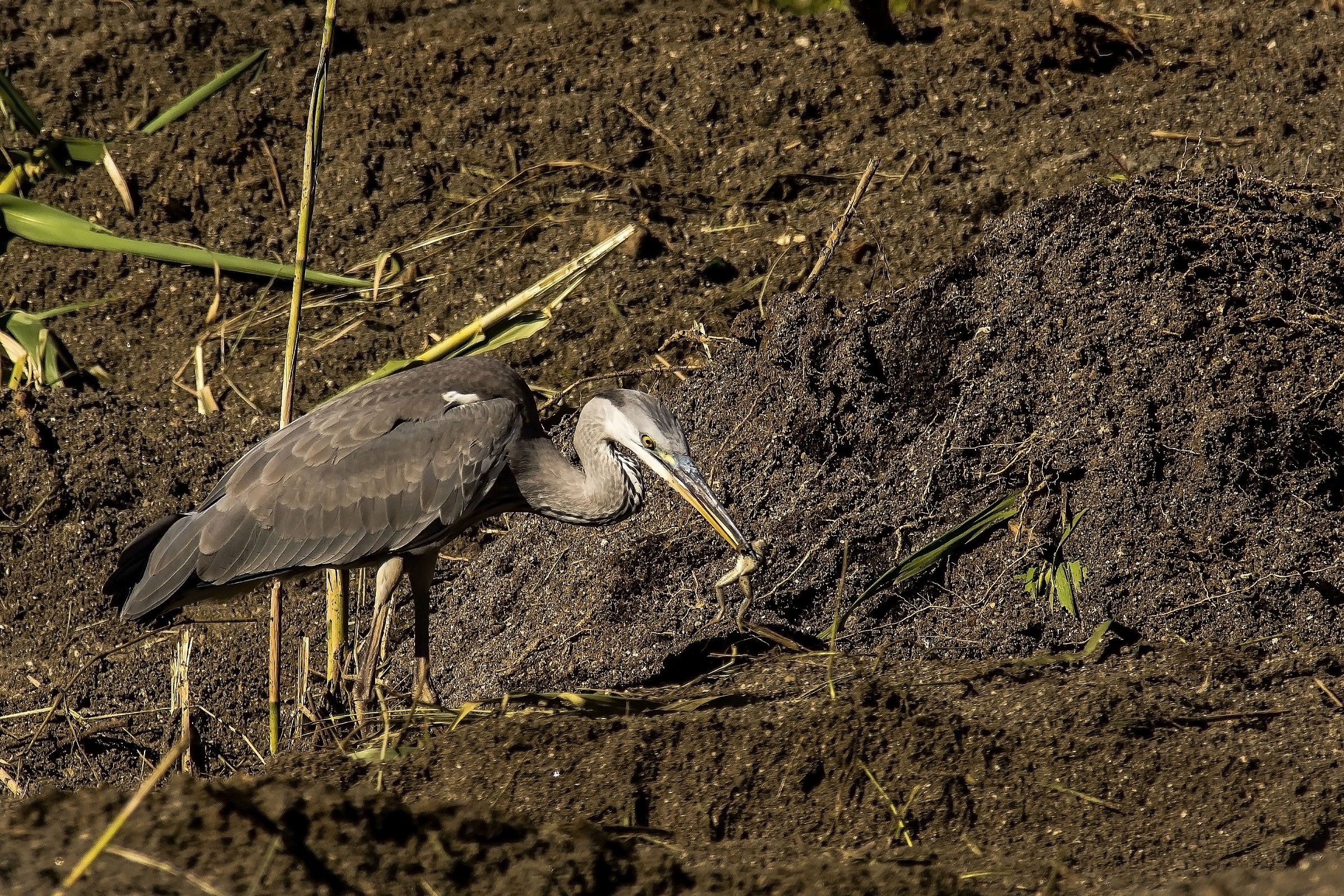 Grey Heron with frog
