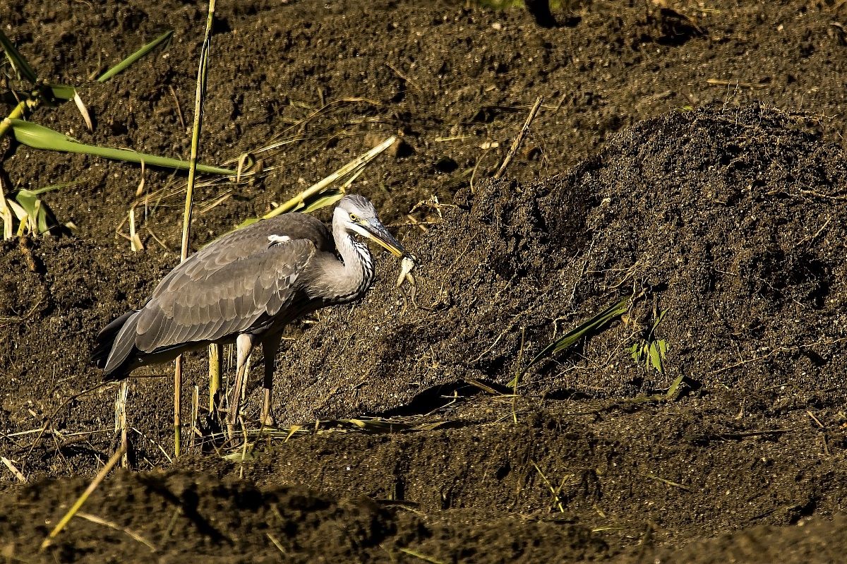 Grey Heron with frog