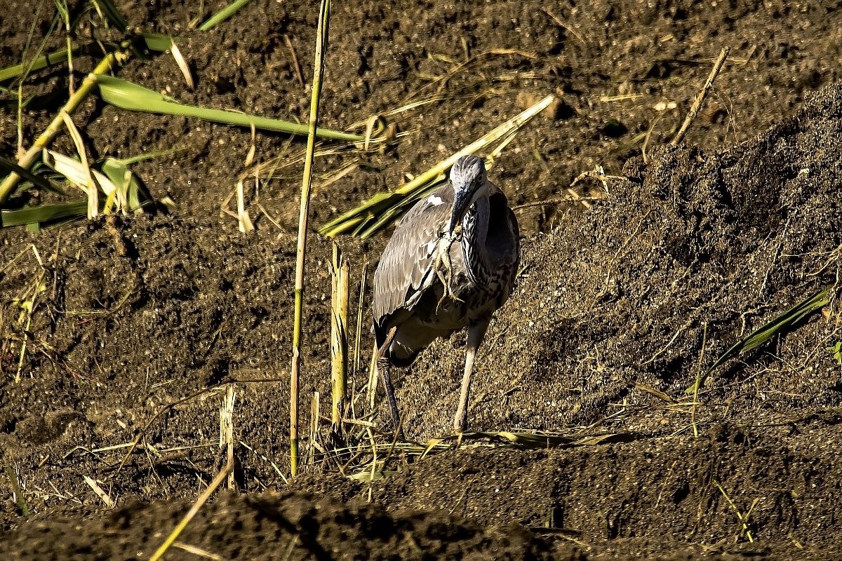 Grey Heron with frog