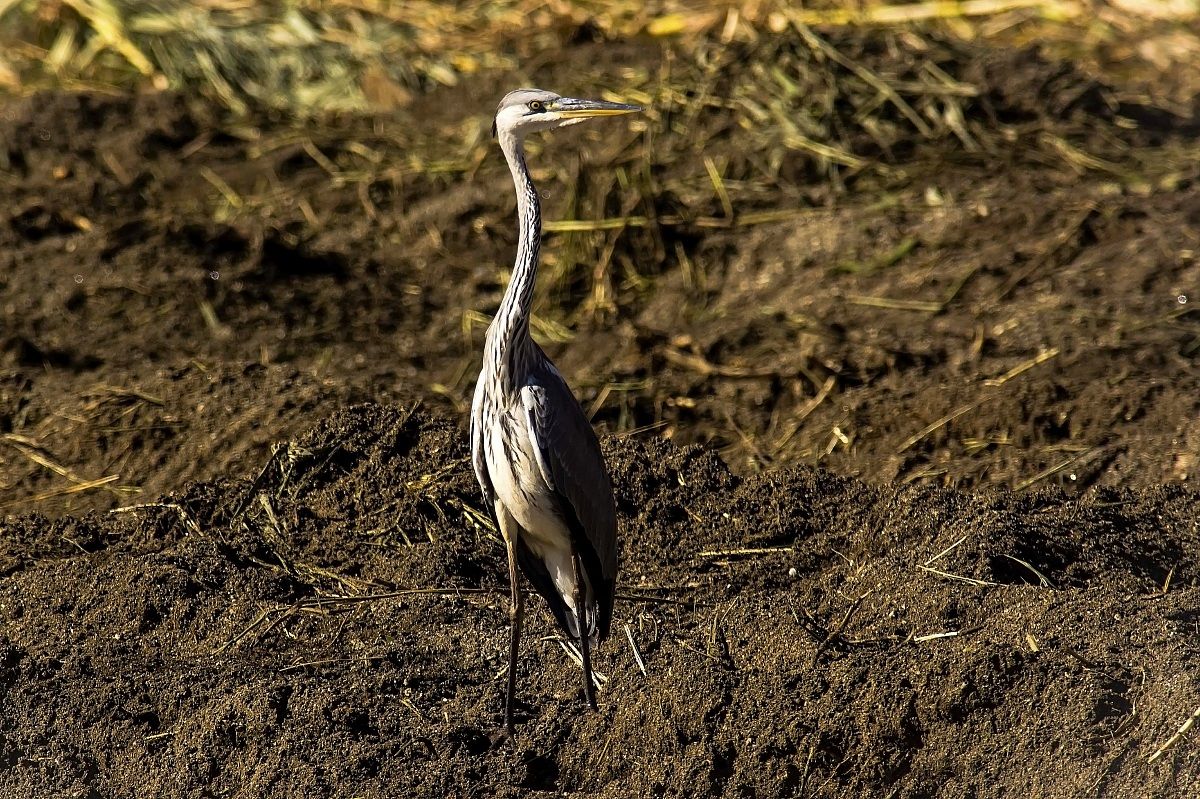 Grey Heron