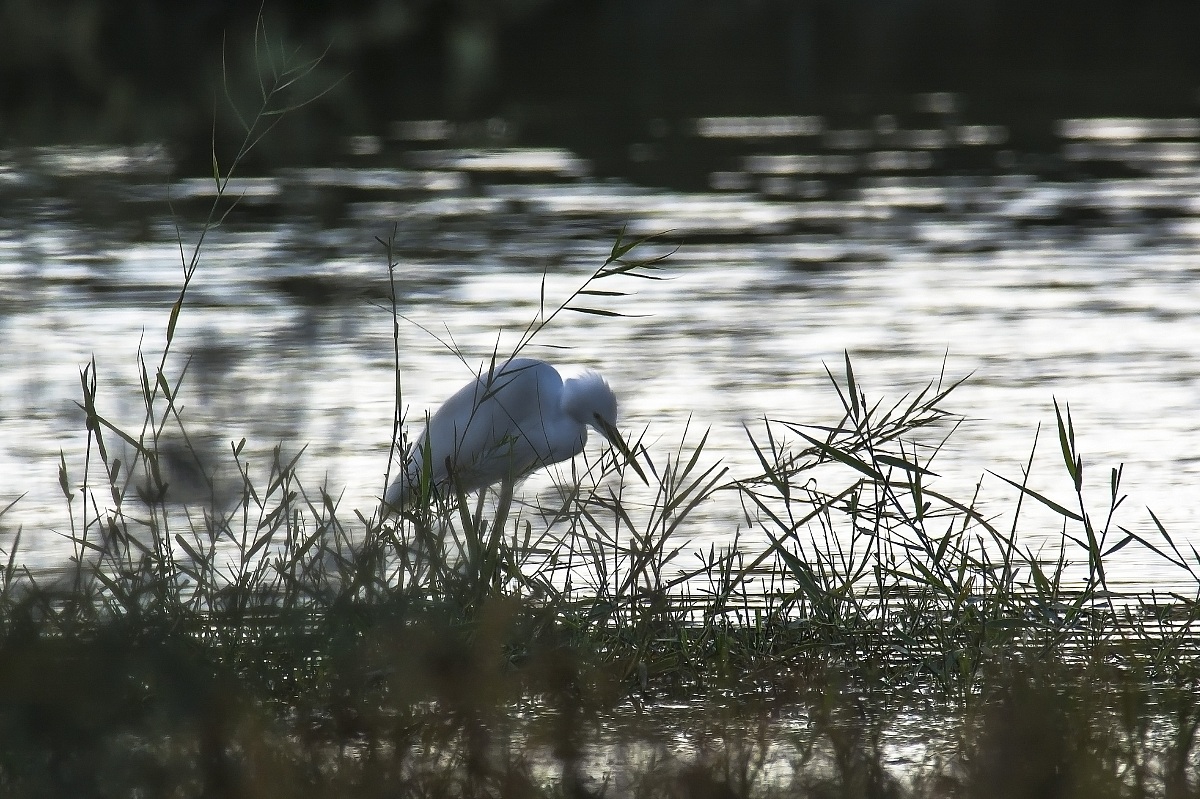 Egret at dusk