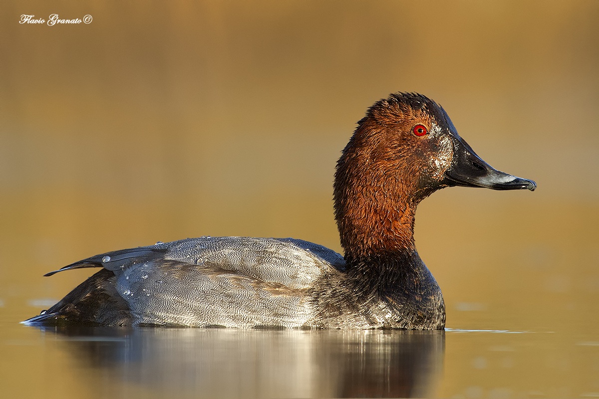 Pochard
