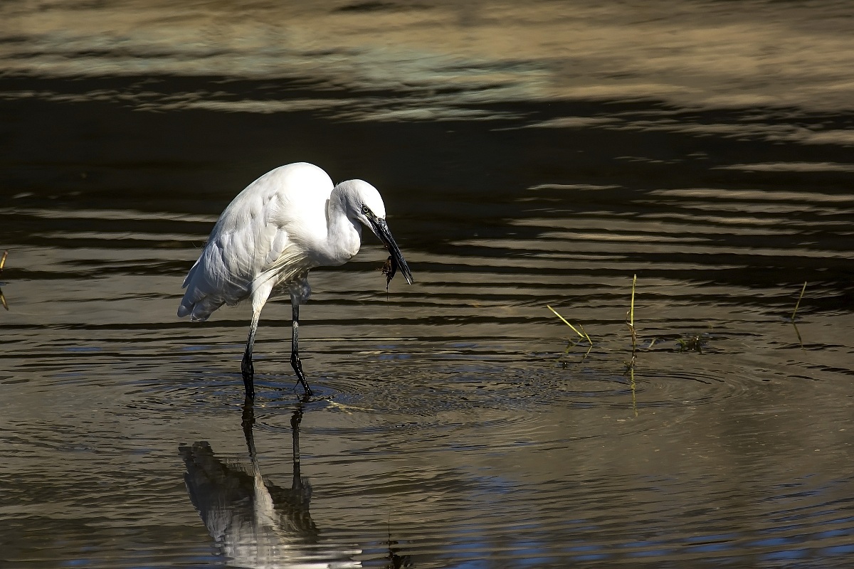 Egret with shrimp
