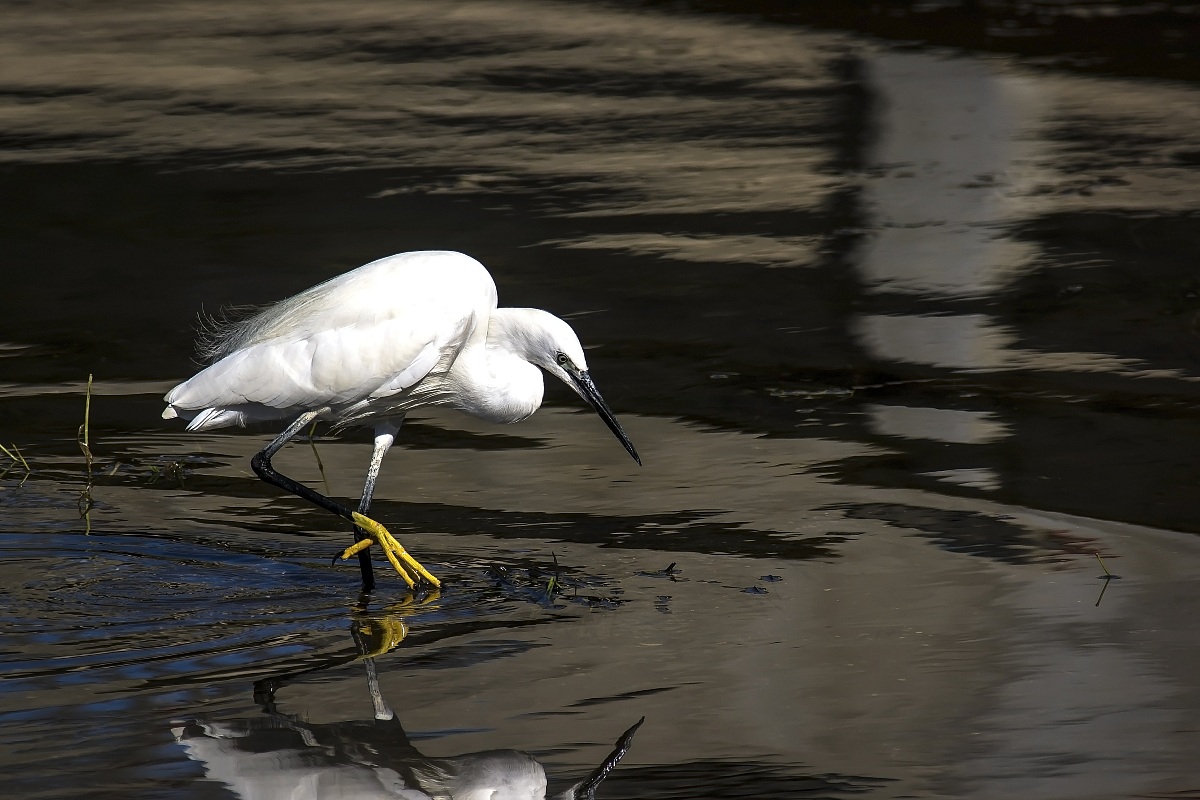 Egret in fishing