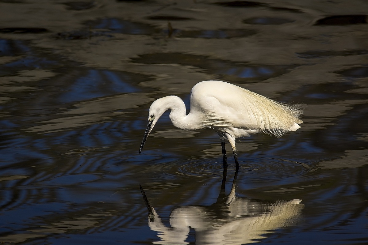 Egret with reflection