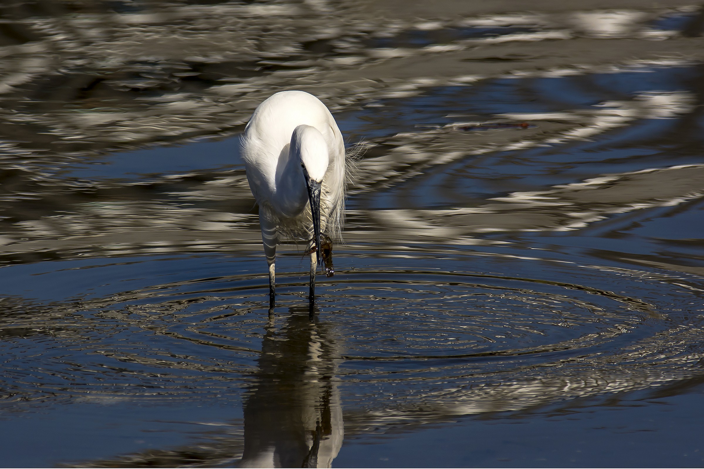 At Egret like shrimp