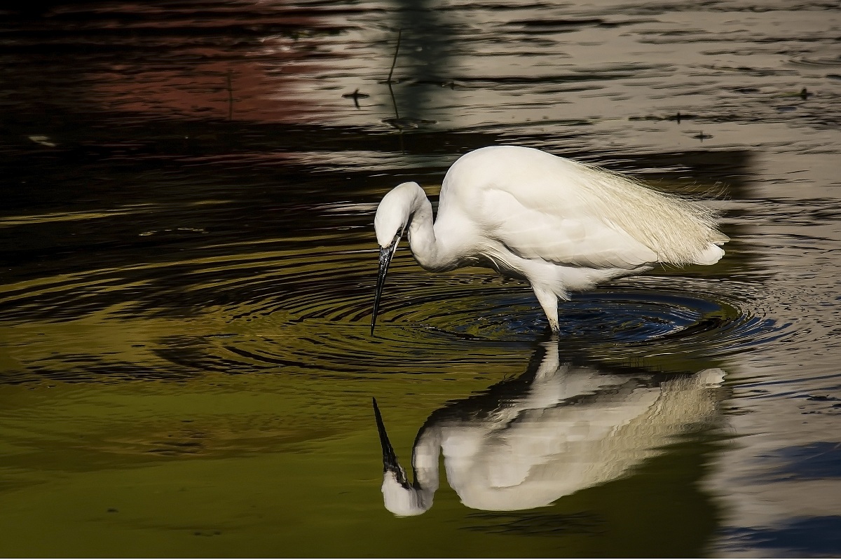 Colorful reflections