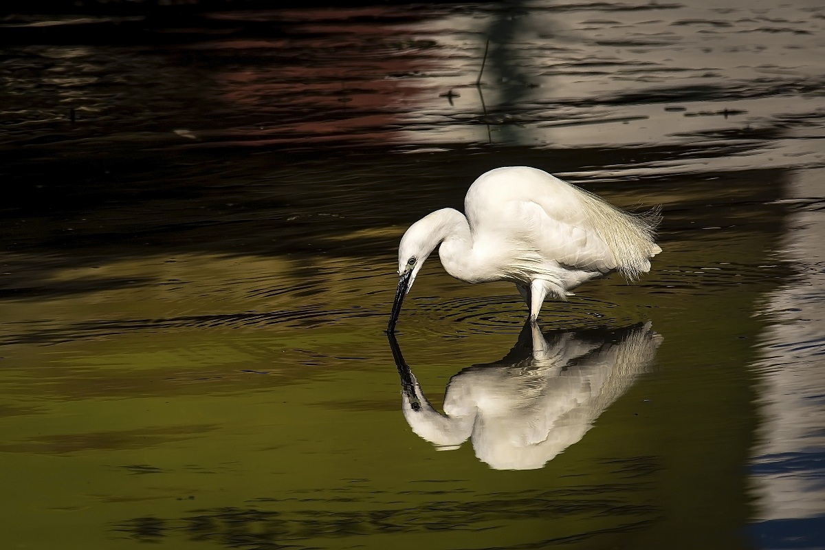 Egret with reflection