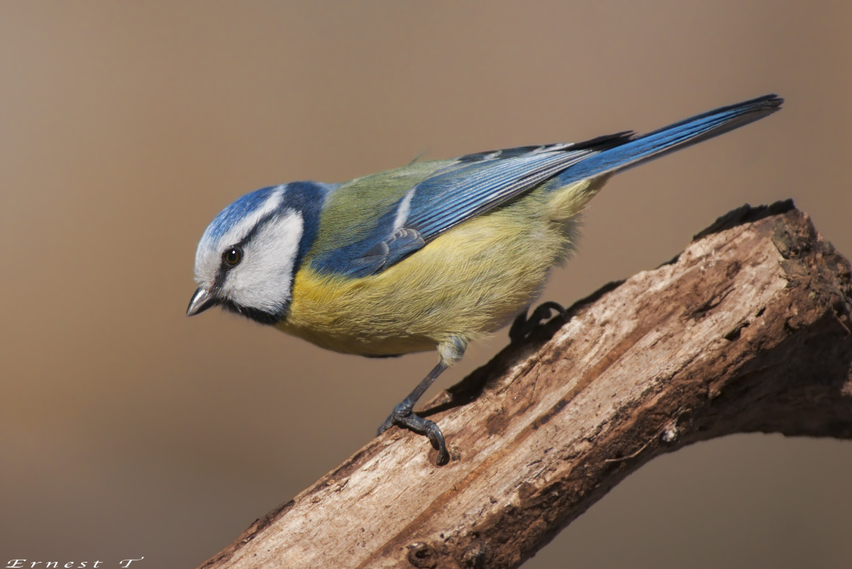 Blue Tit