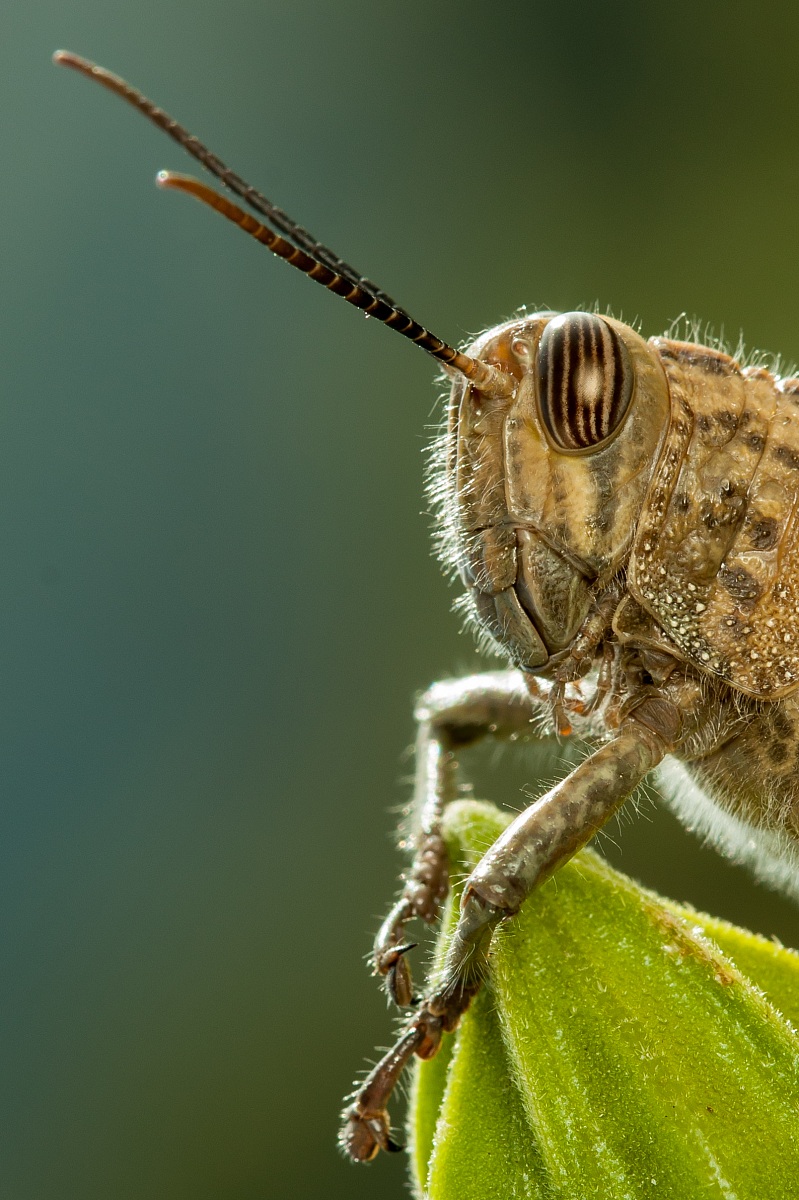 Anacridium aegyptium