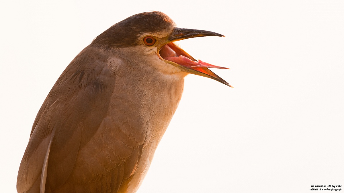non si fanno le linguacce