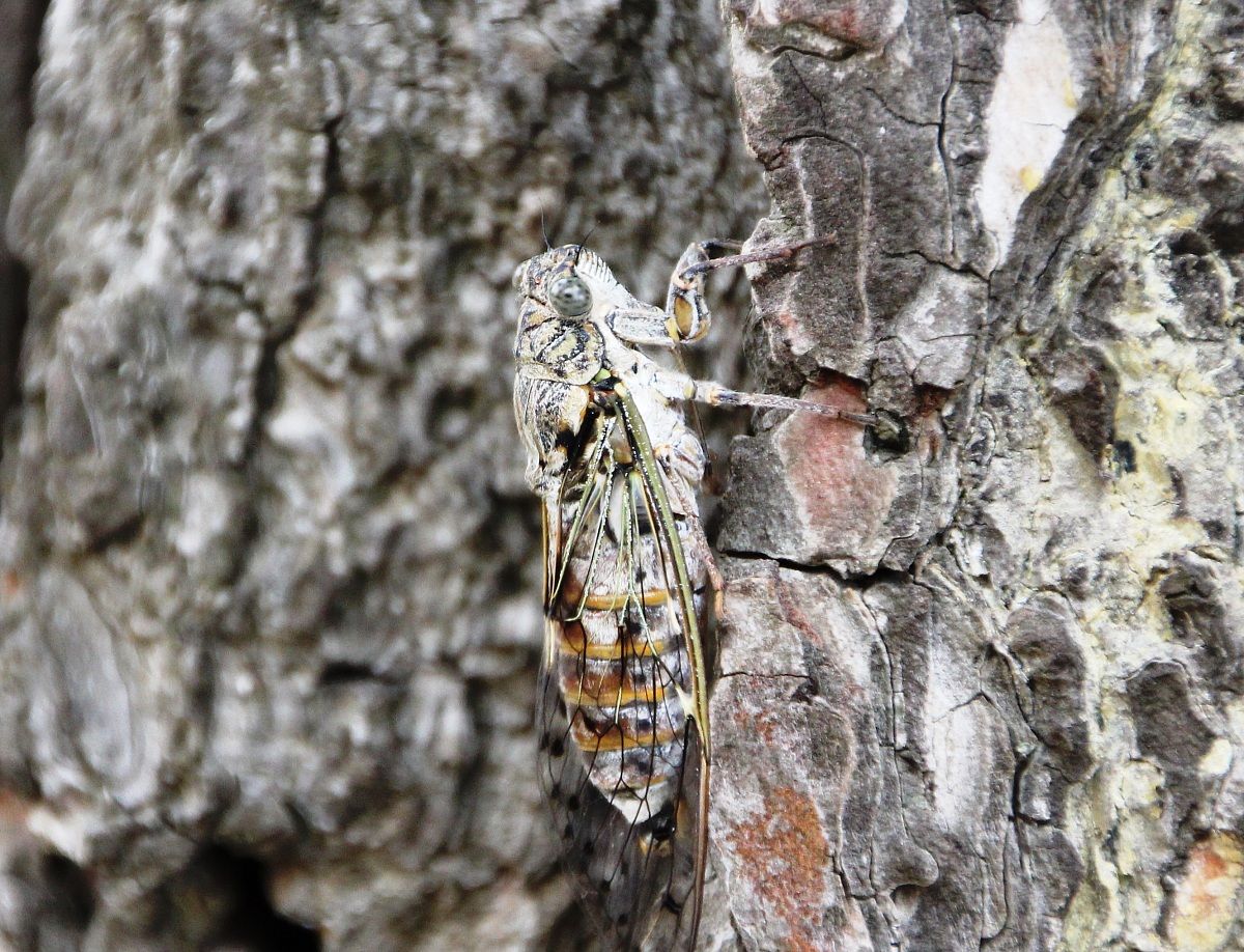Cicada
