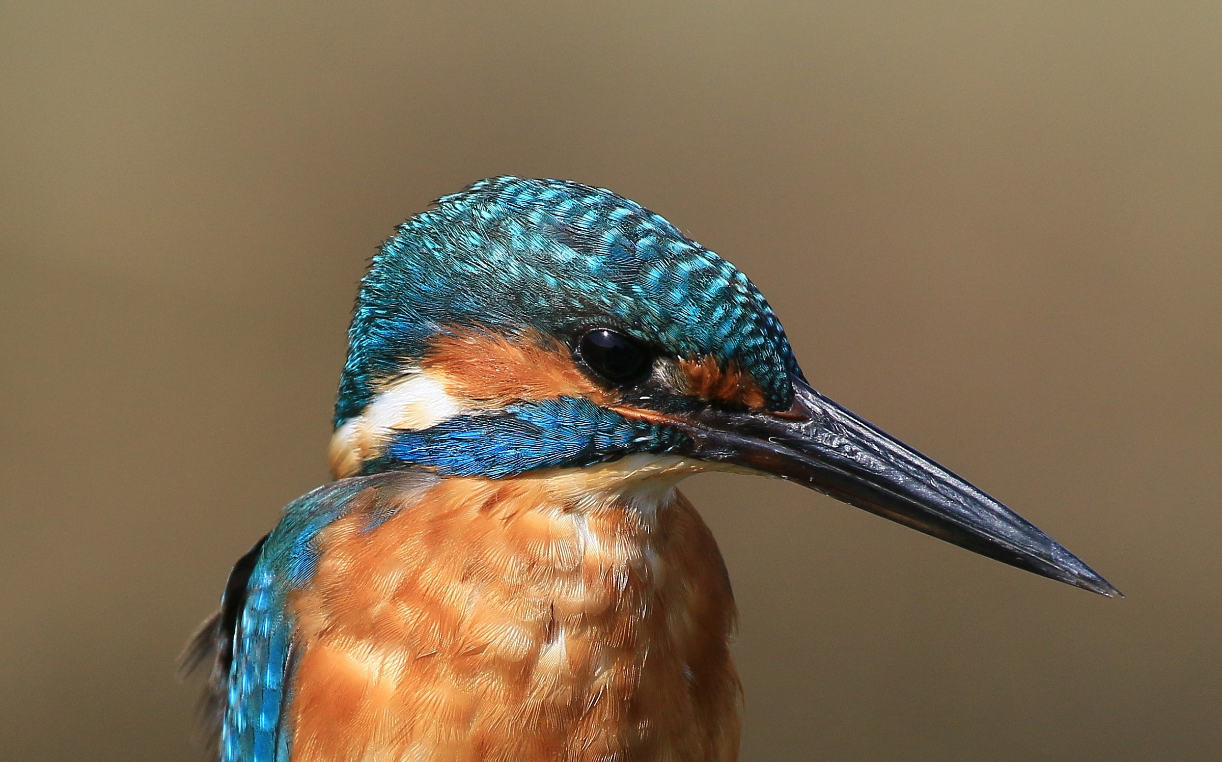 Detail of Martin in the jpg pp. only for cropping