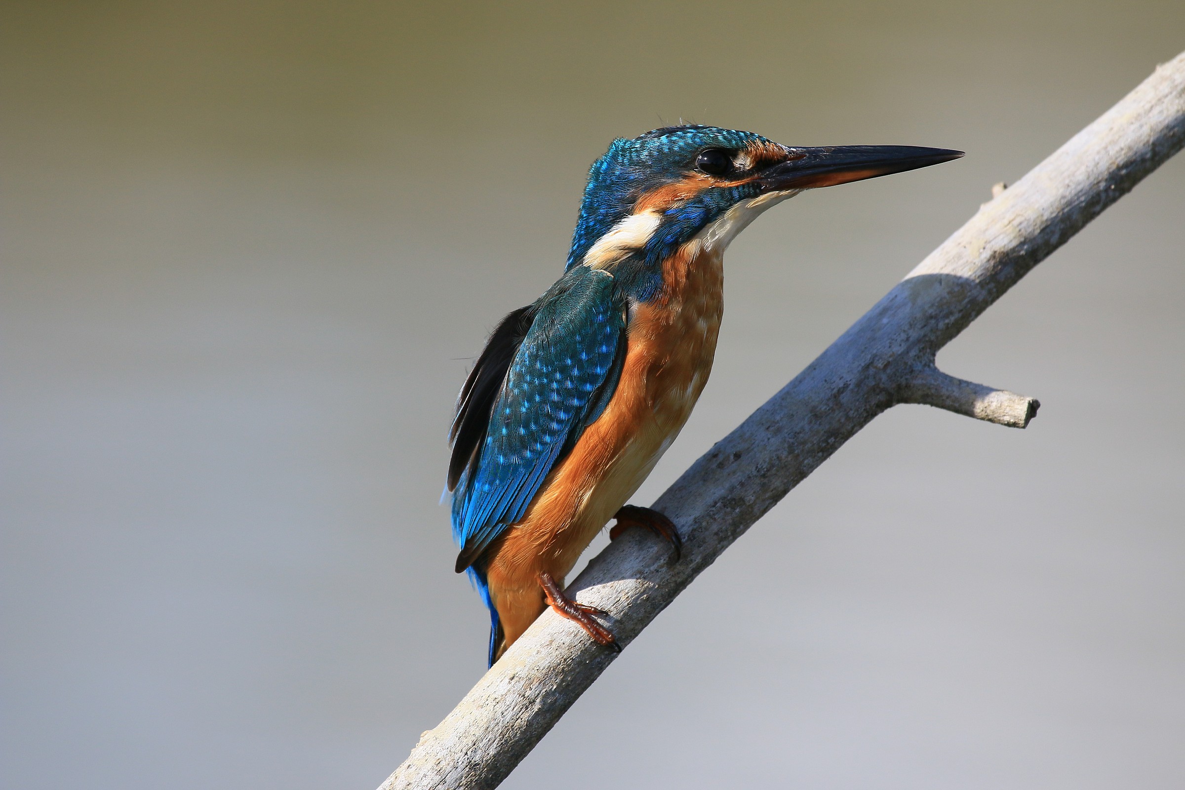 Kingfisher Canon 70D canon 100/400 jpg no pp.