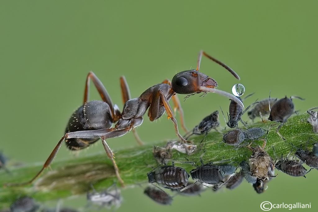The milking aphids