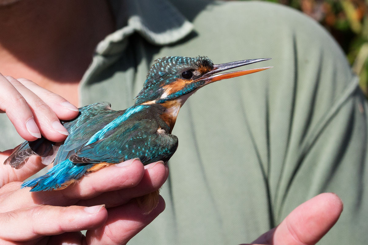 Operazione di inannellamento e messa in libertà  oasi...